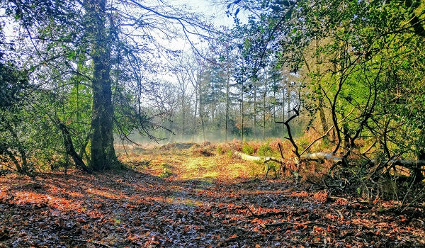10 New Forest Walking Routes
