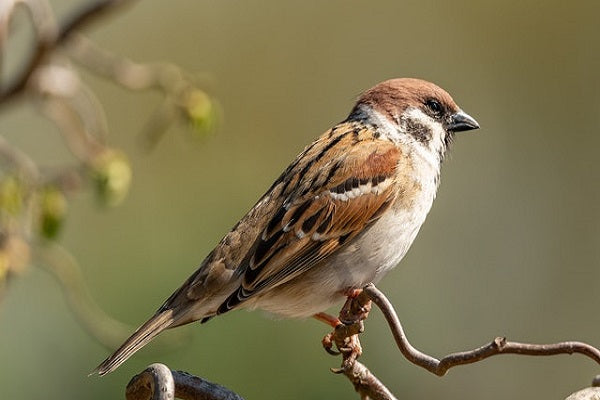 15 Birds to Look Out For In Your Garden