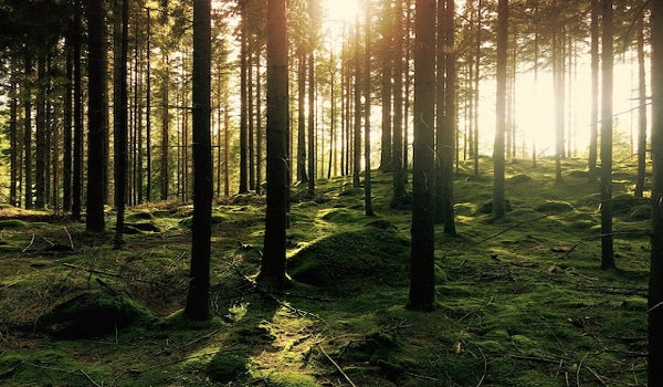 10 Cairngorms Walking Routes