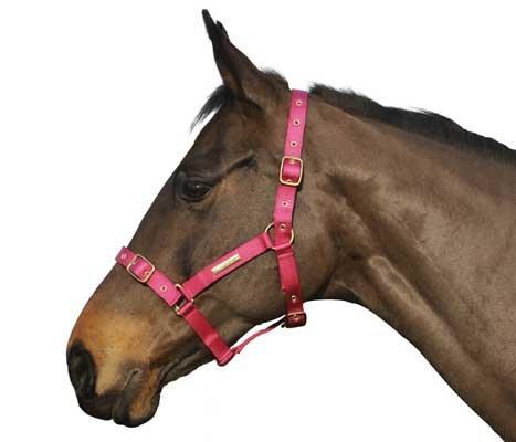 Adjustable Riding Headcollar