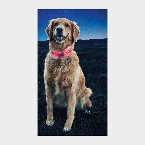Nite Dawg II LED Collar (Large)