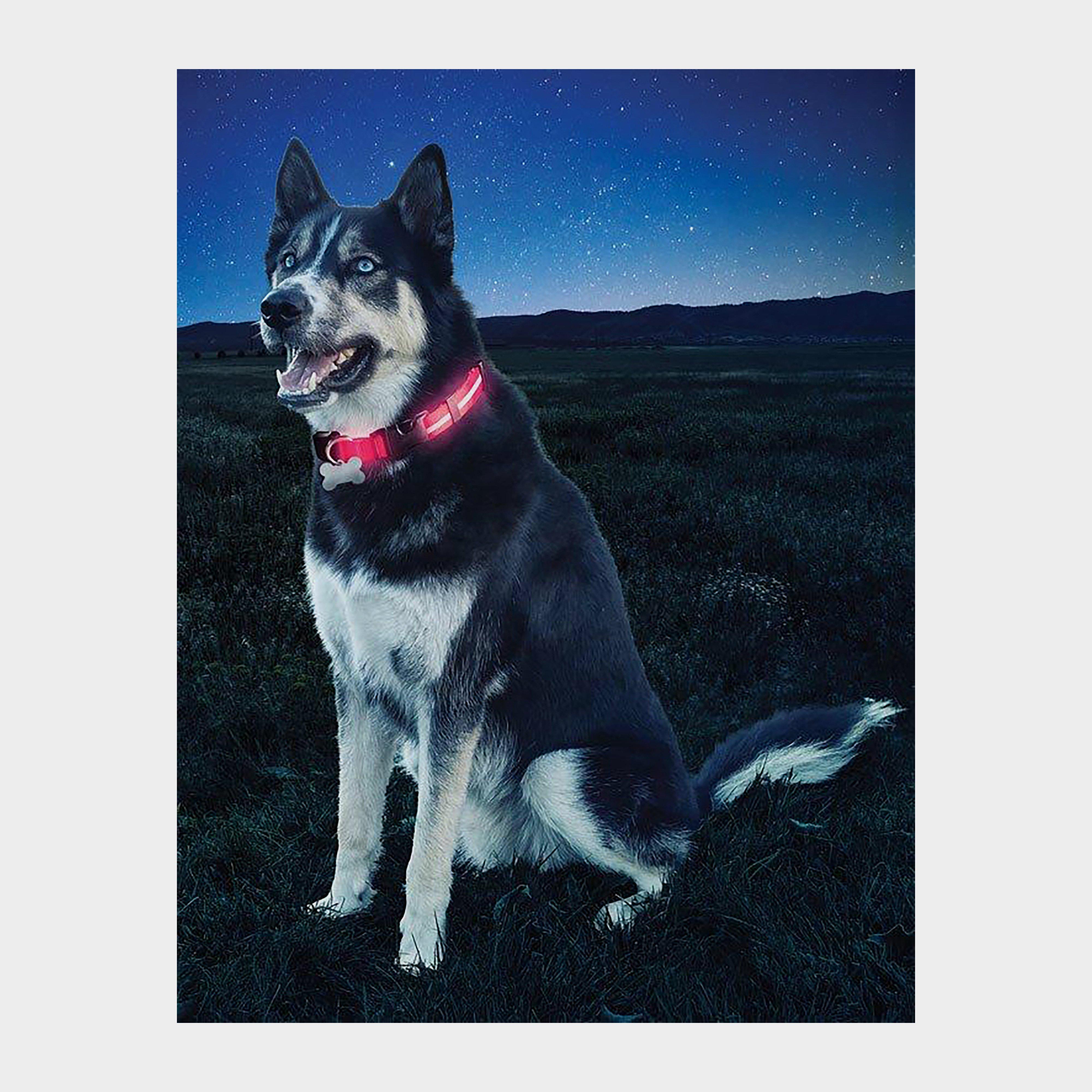 Nite Dawg II LED Collar (Medium)