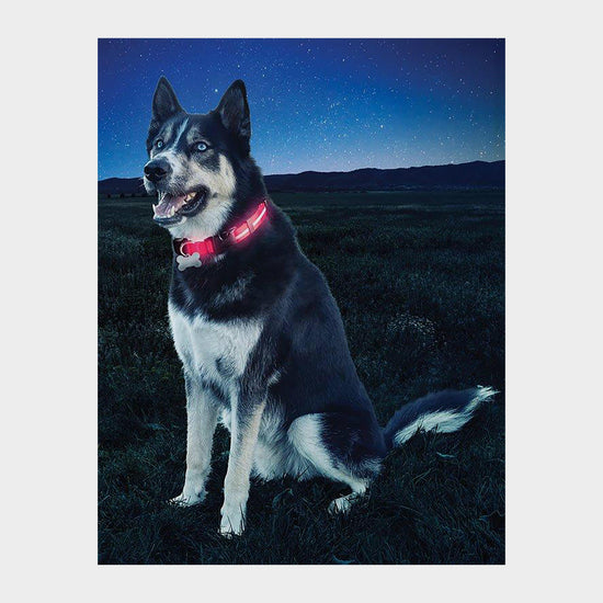 Nite Dawg II LED Collar (Medium)