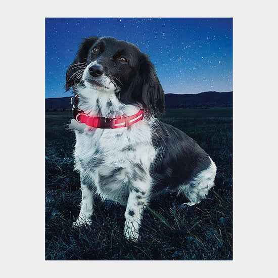 Nite Dawg II LED Collar (Small)