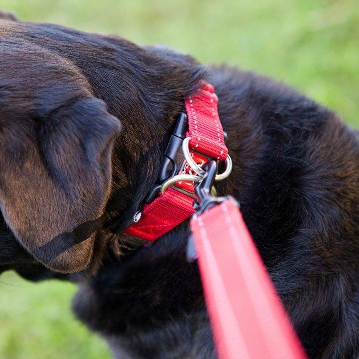 Double Up Dog Collar (Large)