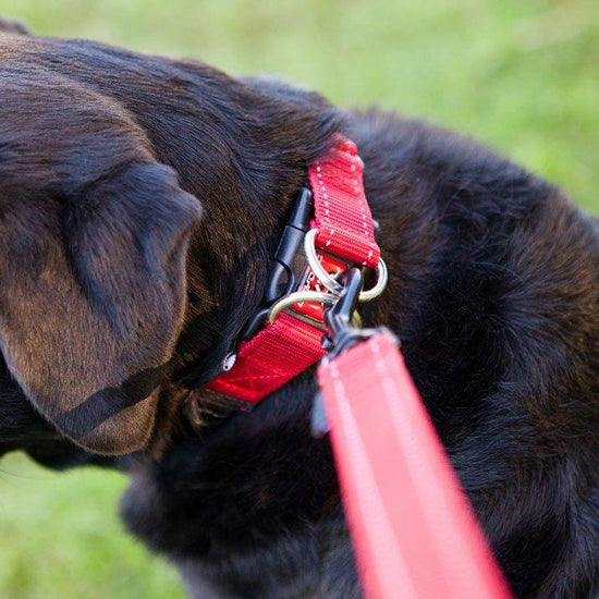 Double Up Dog Collar (Large)