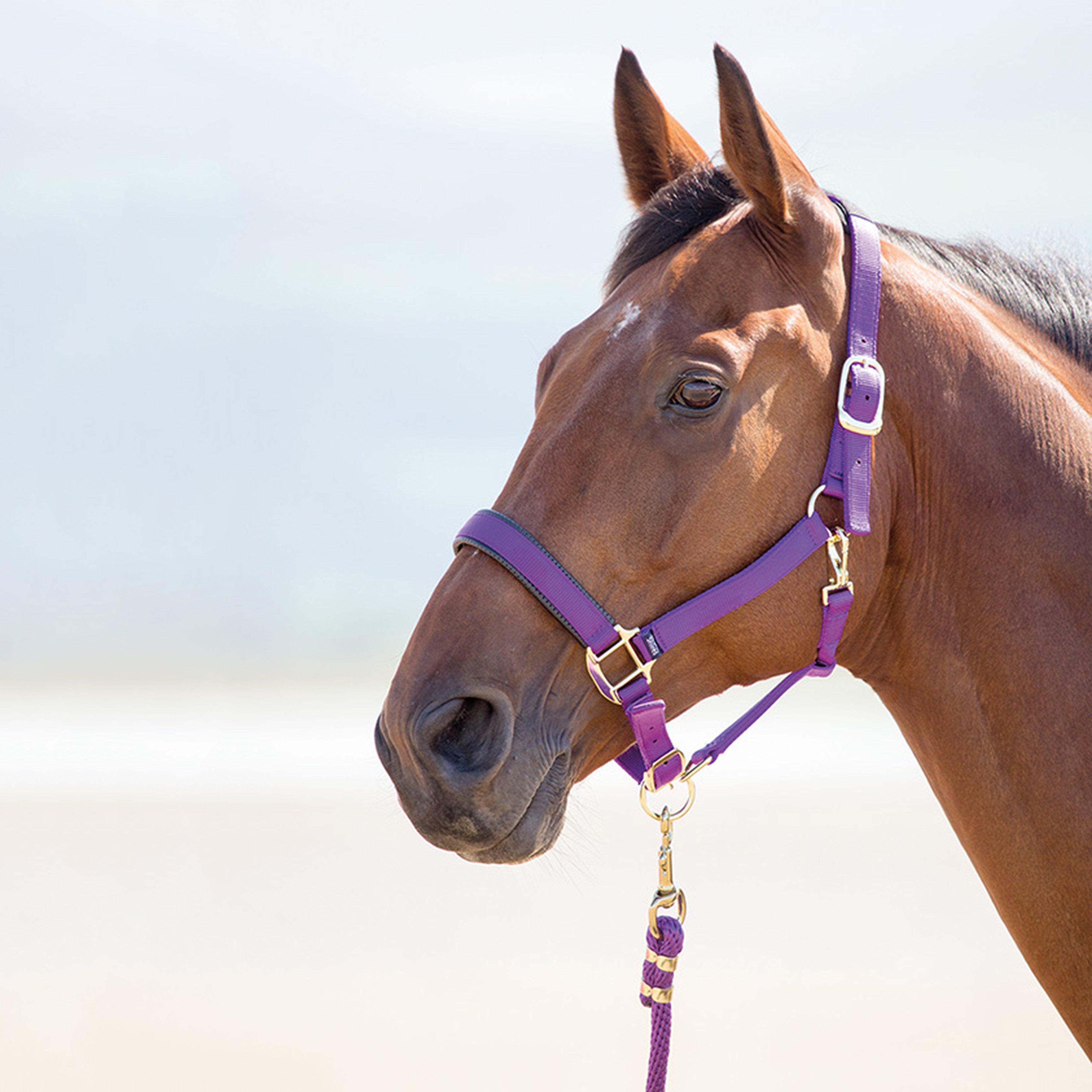 Topaz Nylon Headcollar