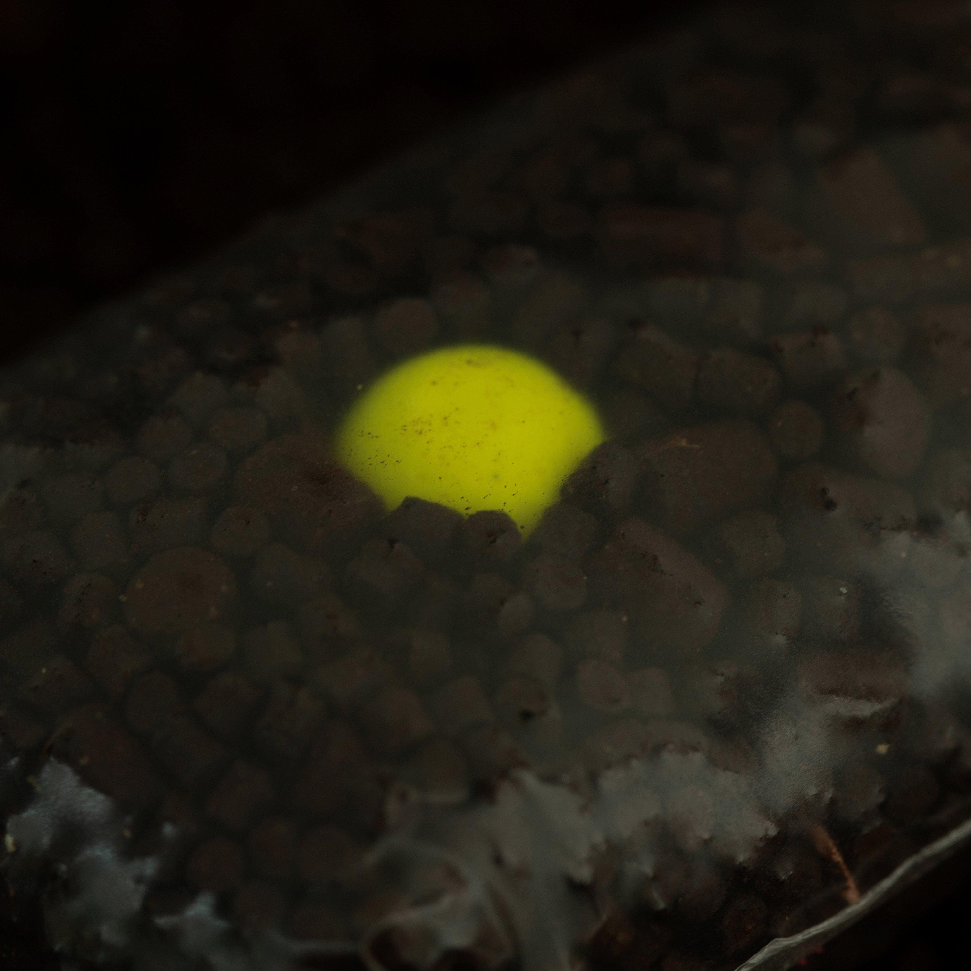 Hi-Attract Pop Ups in Pineapple and Nbutyric, 16mm