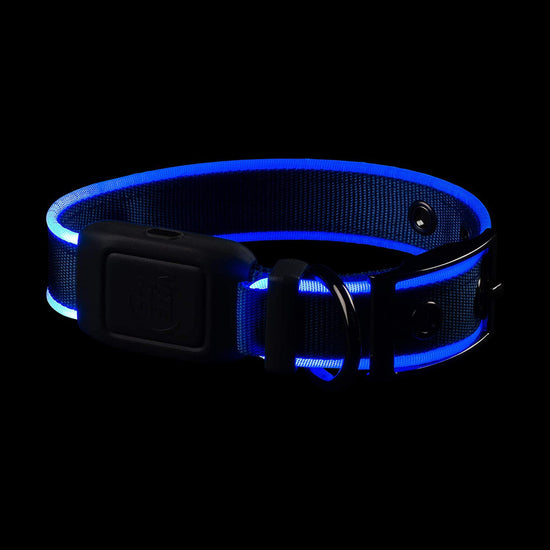 Nitedog LED Rechargeable Collar Blu