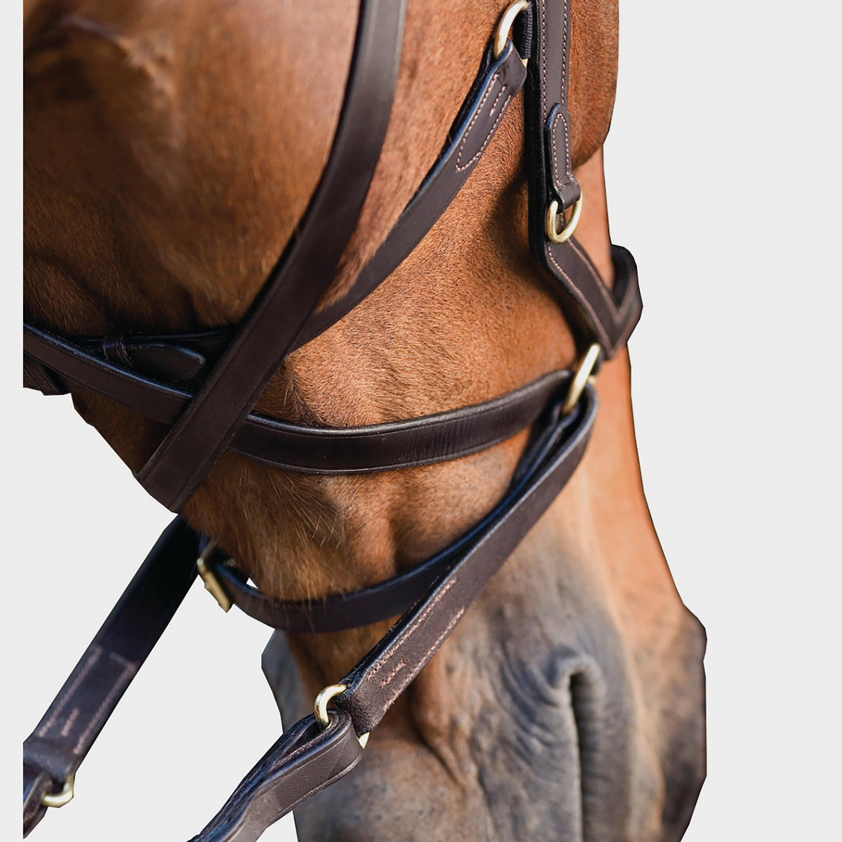 Rambo Micklem Multibridle