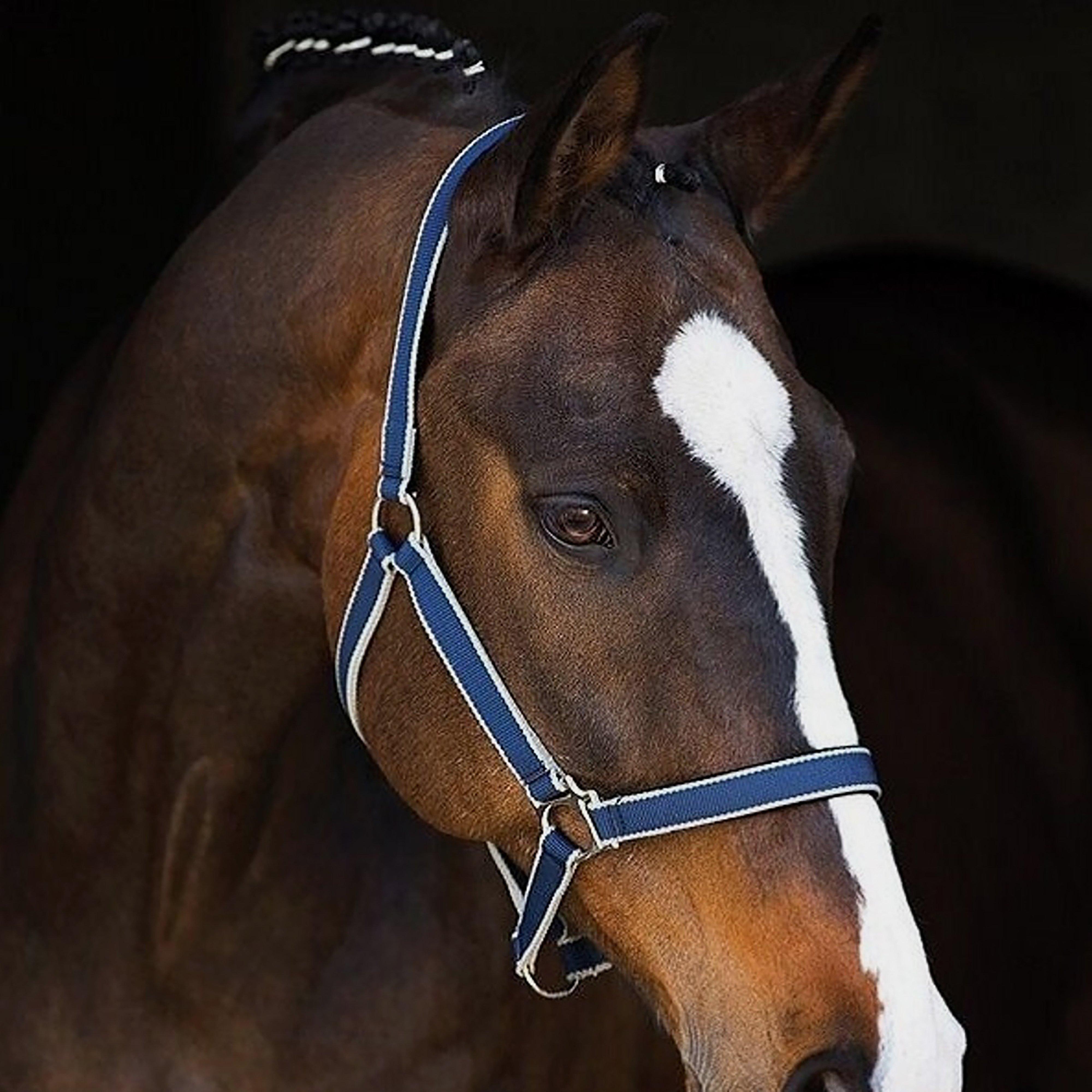 Amigo Headcollar