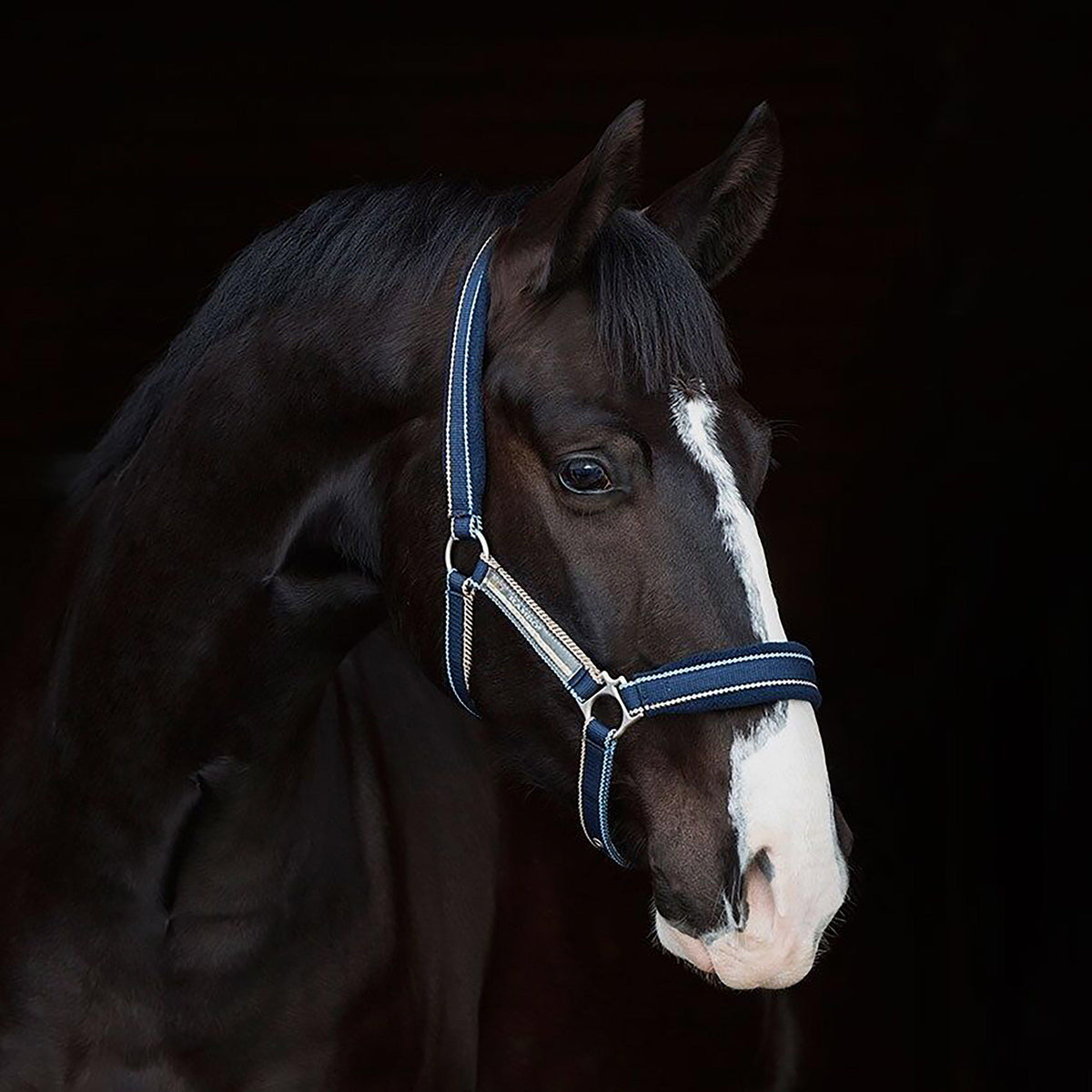 Rambo Padded Headcollar