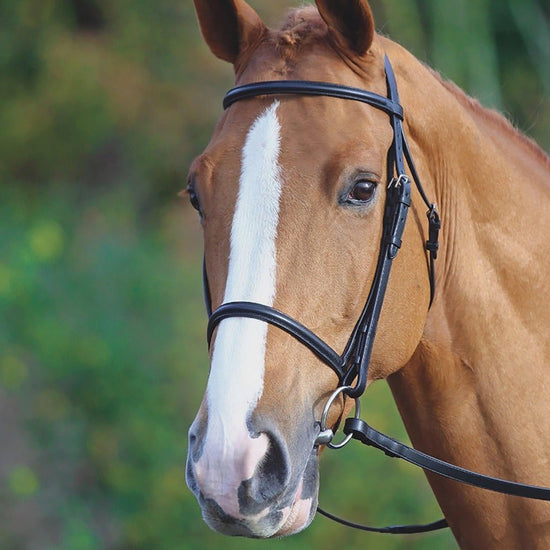 Raised Cavesson Bridle