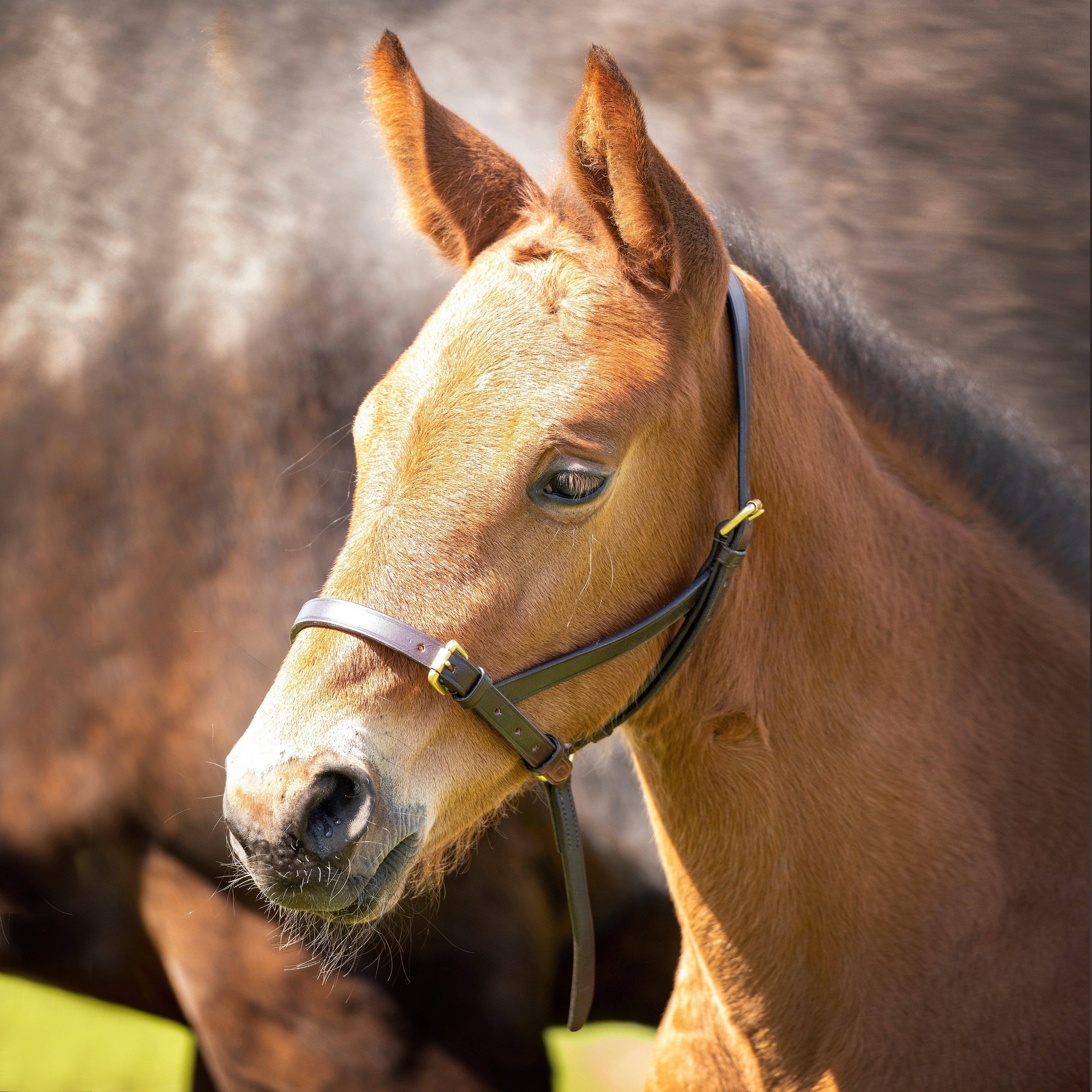 Leather Foal Slip