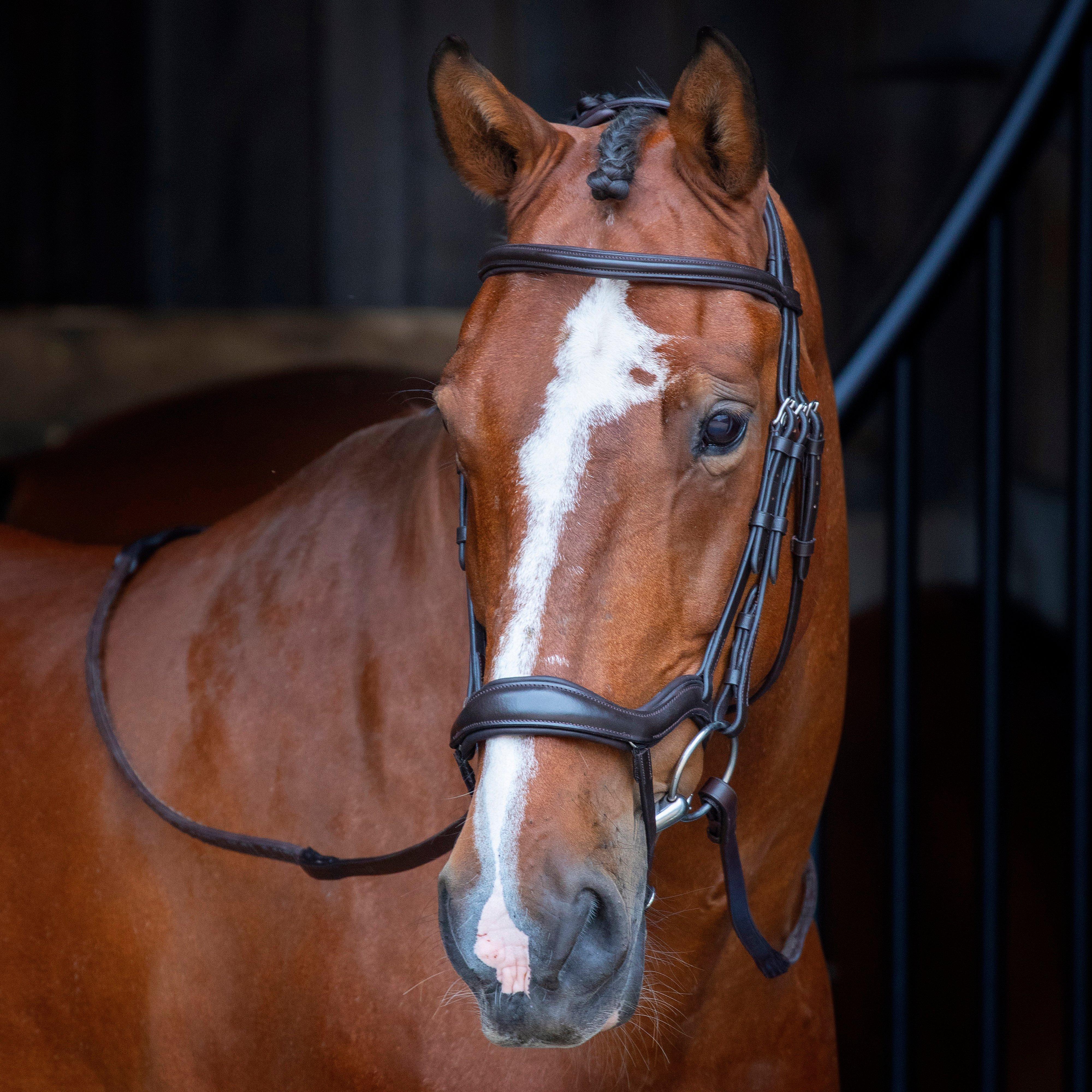 Velociti Ergonomic Flash Bridle Havana