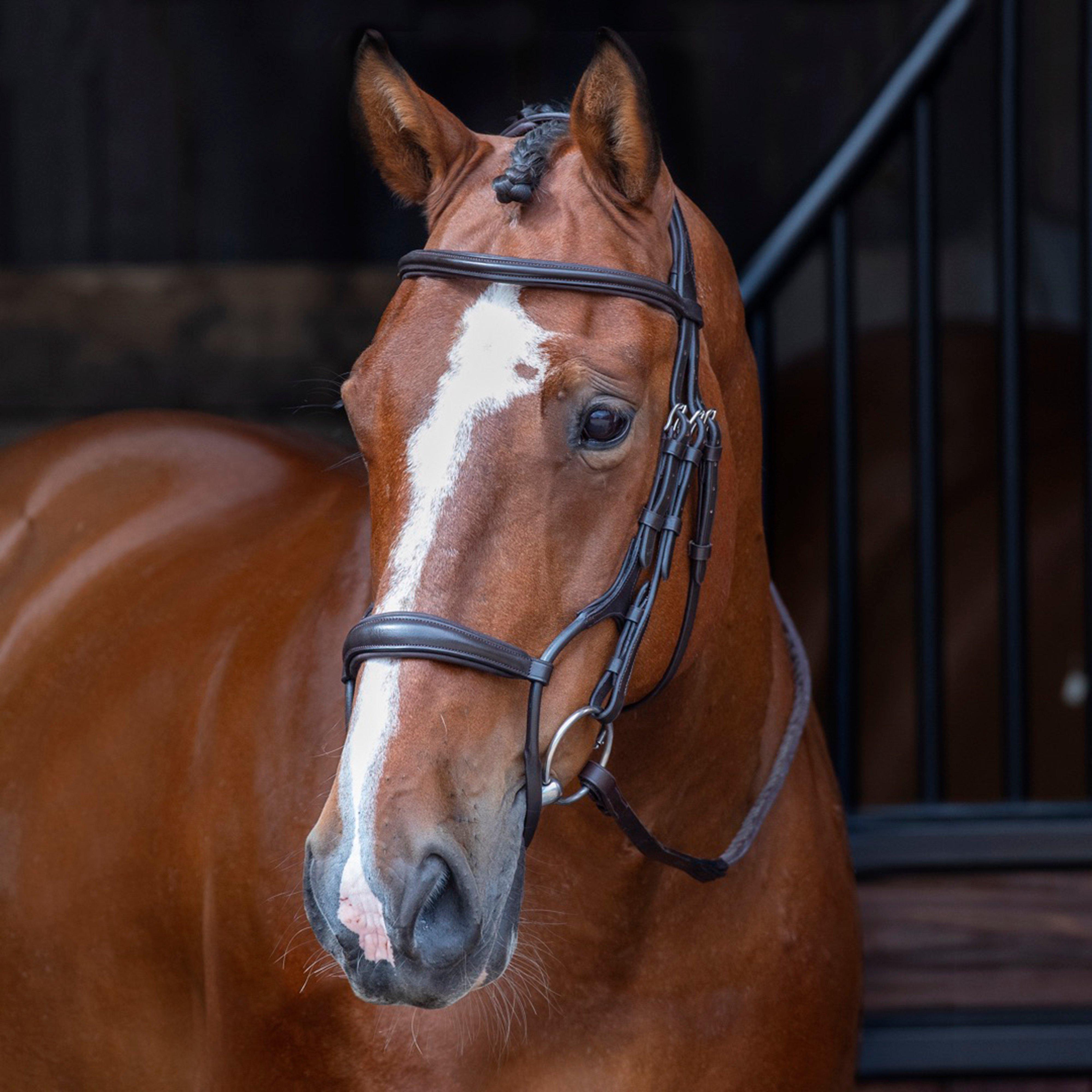Velociti Rolled Padded Cavesson Bridle Havana