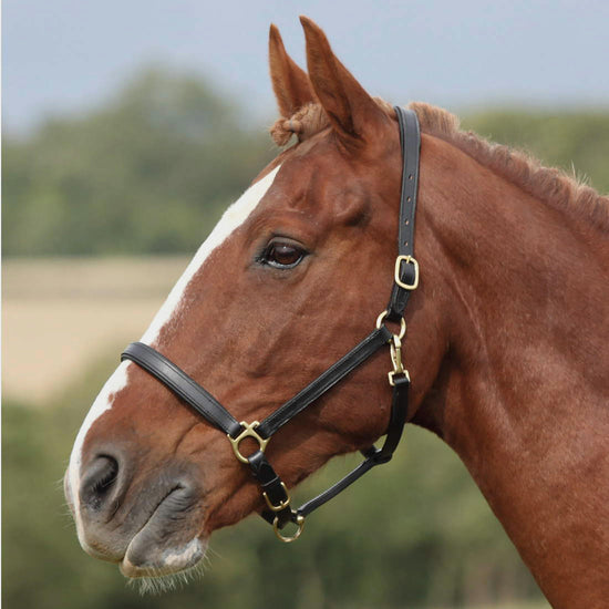 Ragley Leather Headcollar Black