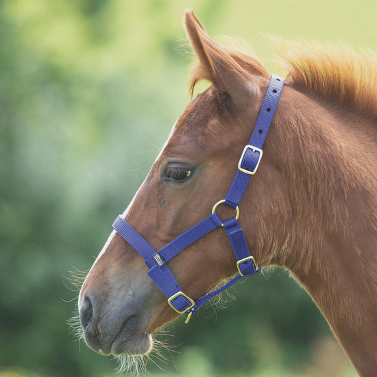 Foal Nylon Headcollar Royal Blue