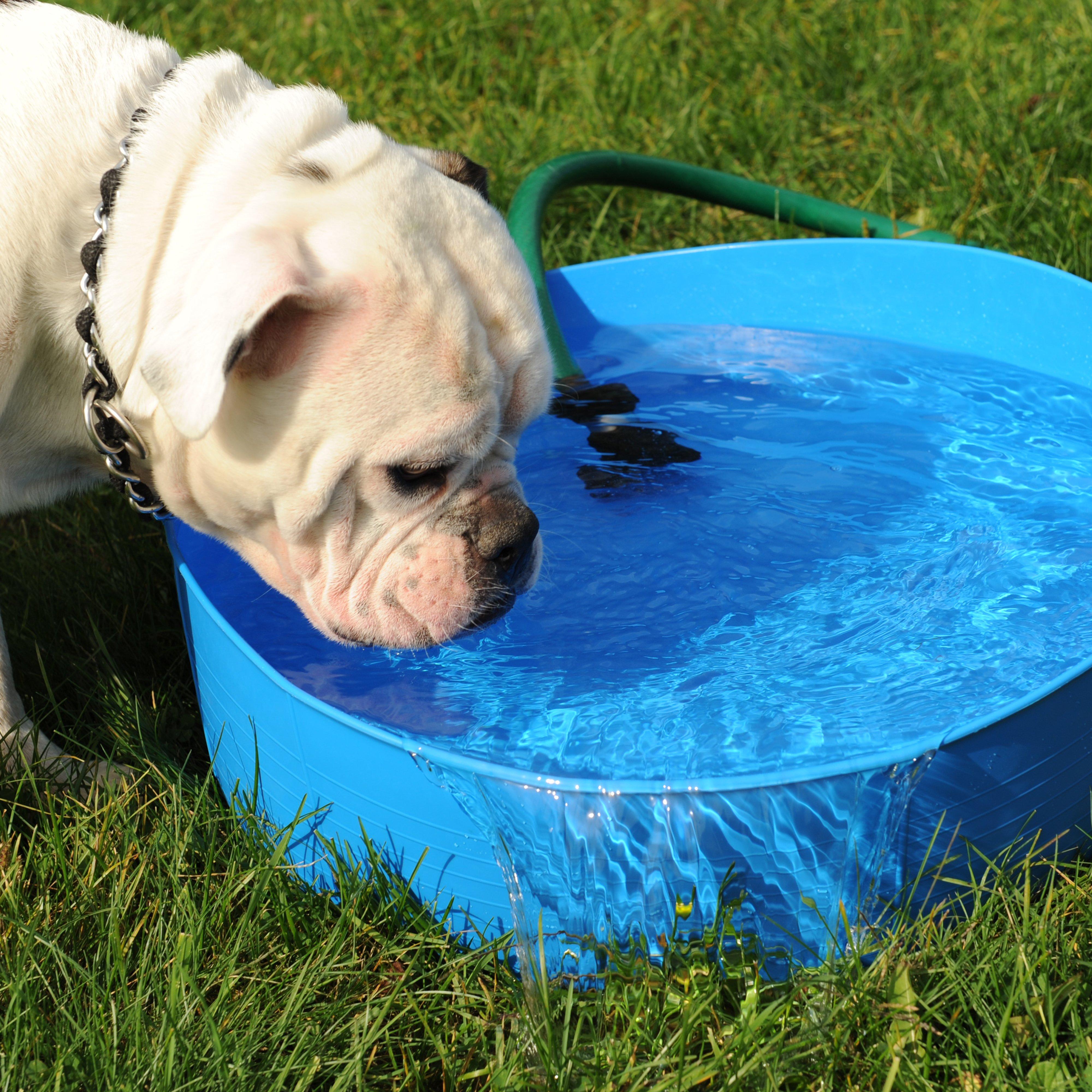 Shallow Gorilla Tub®