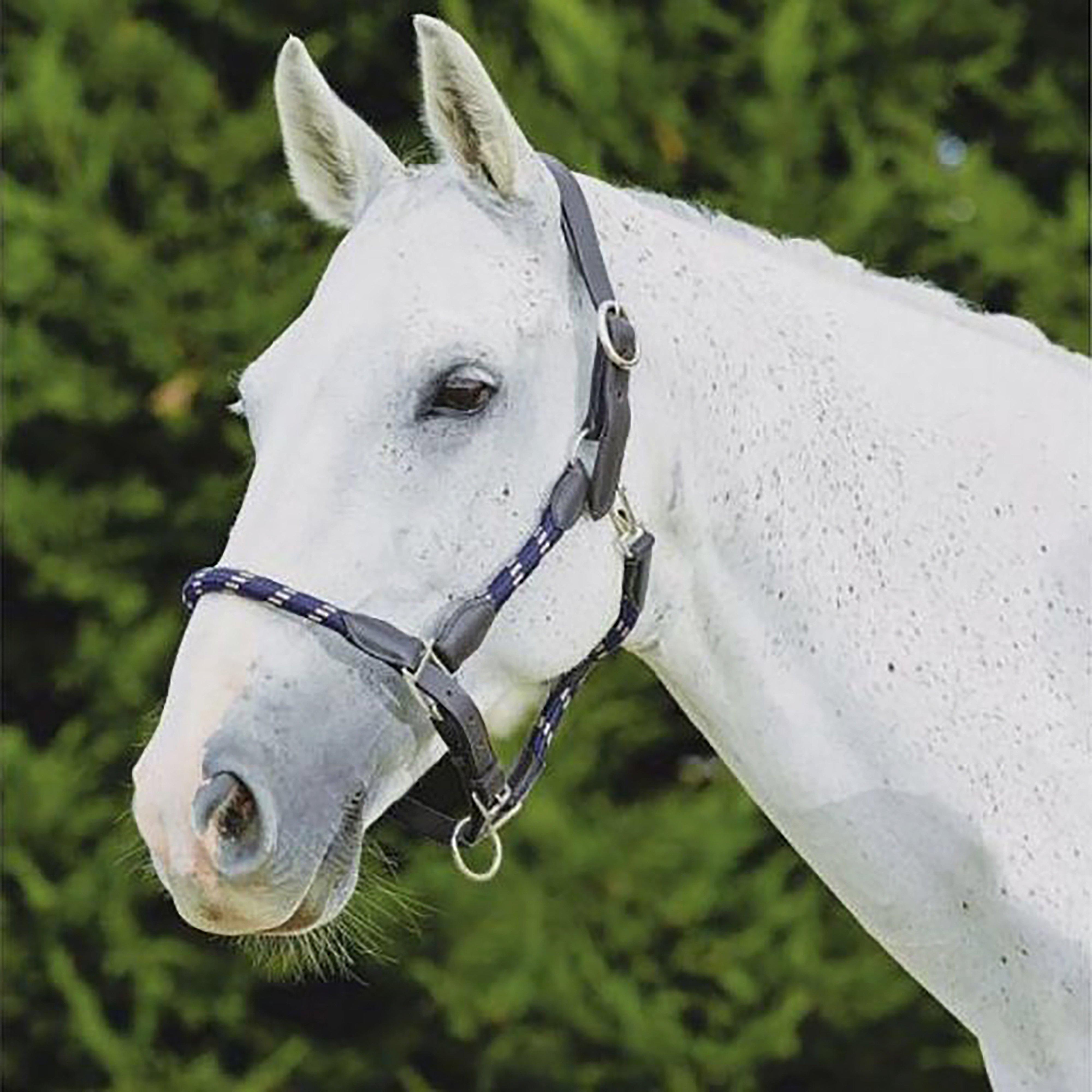 Leather Headcollar
