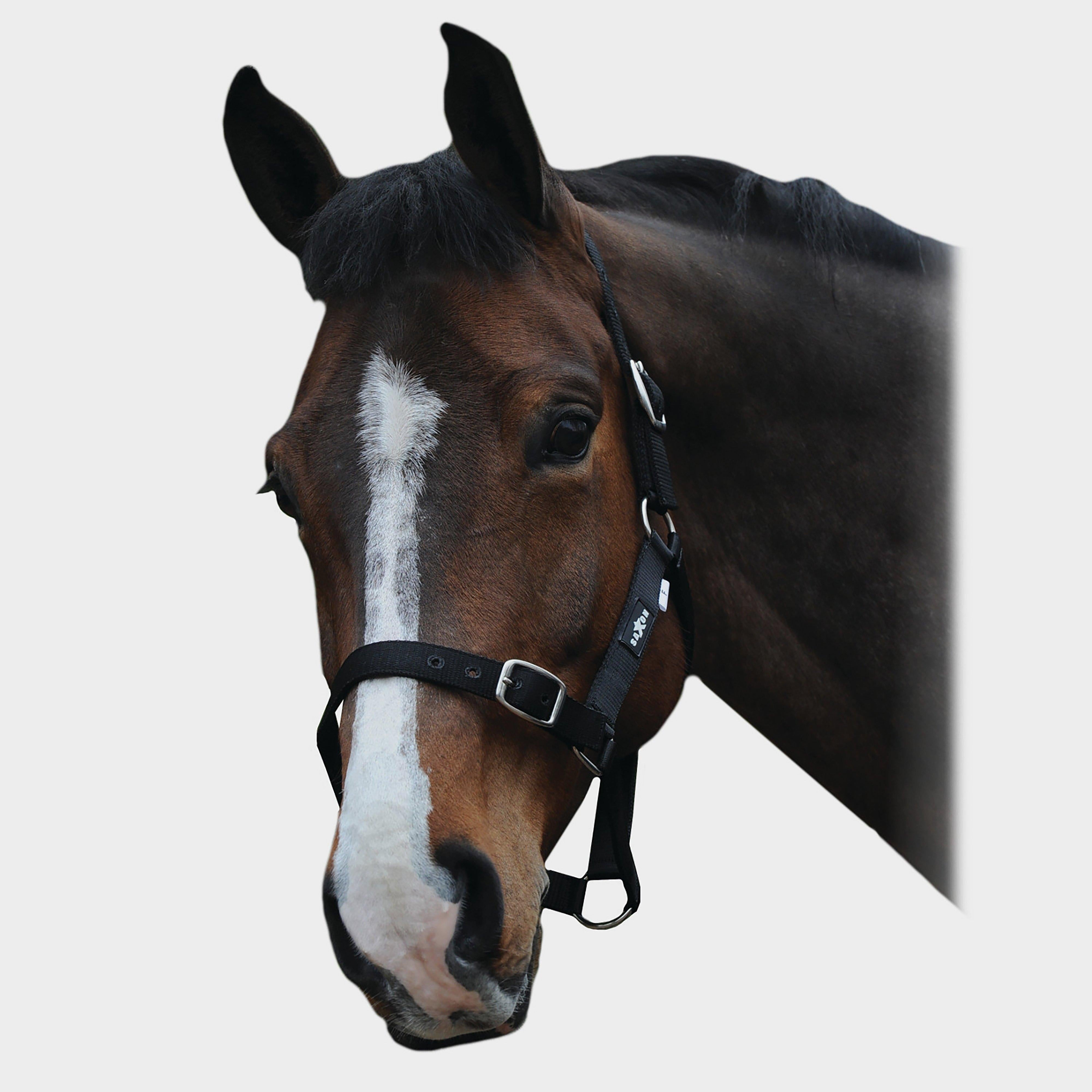 Economy Headcollar