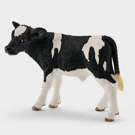 Holstein Calf