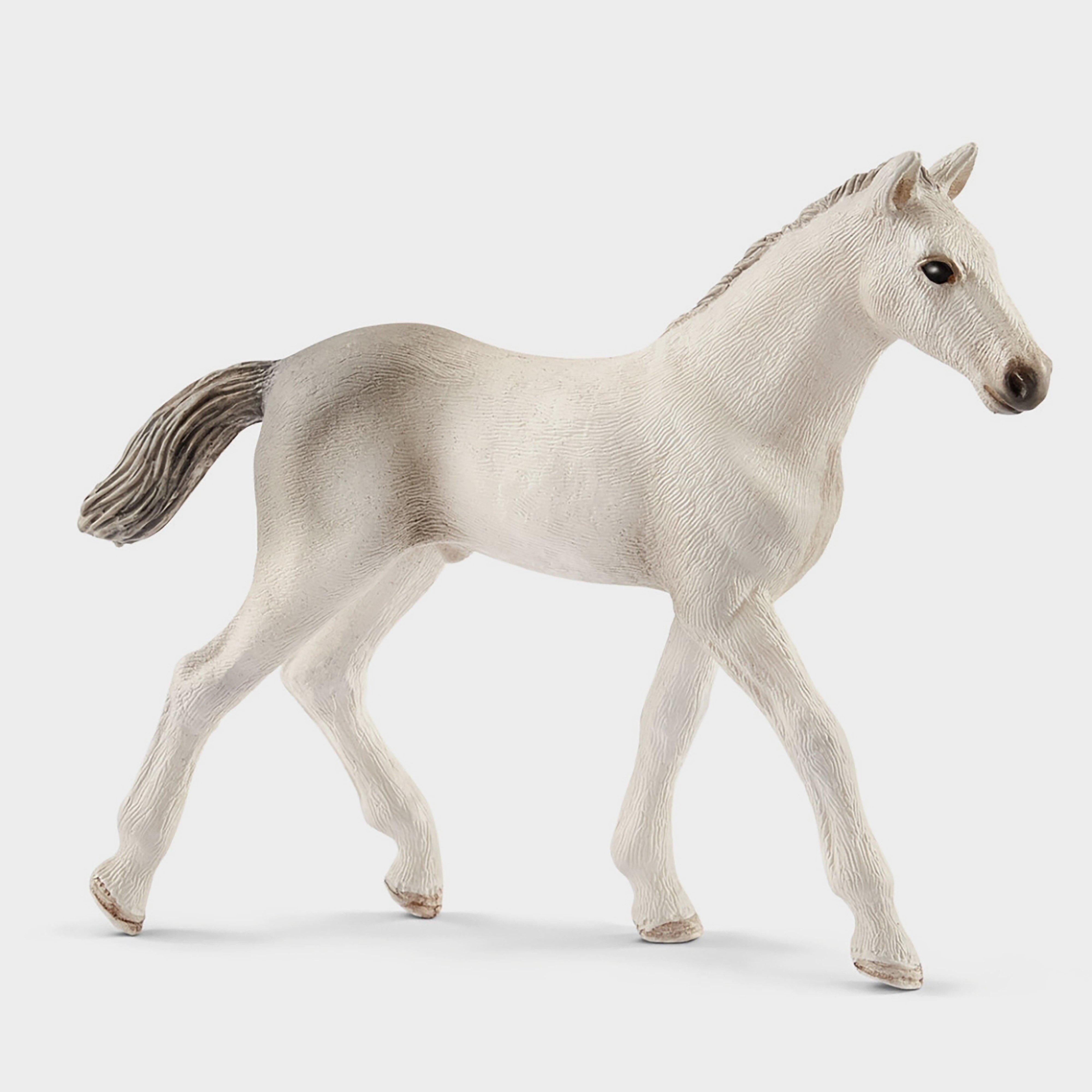 Holsteiner Foal