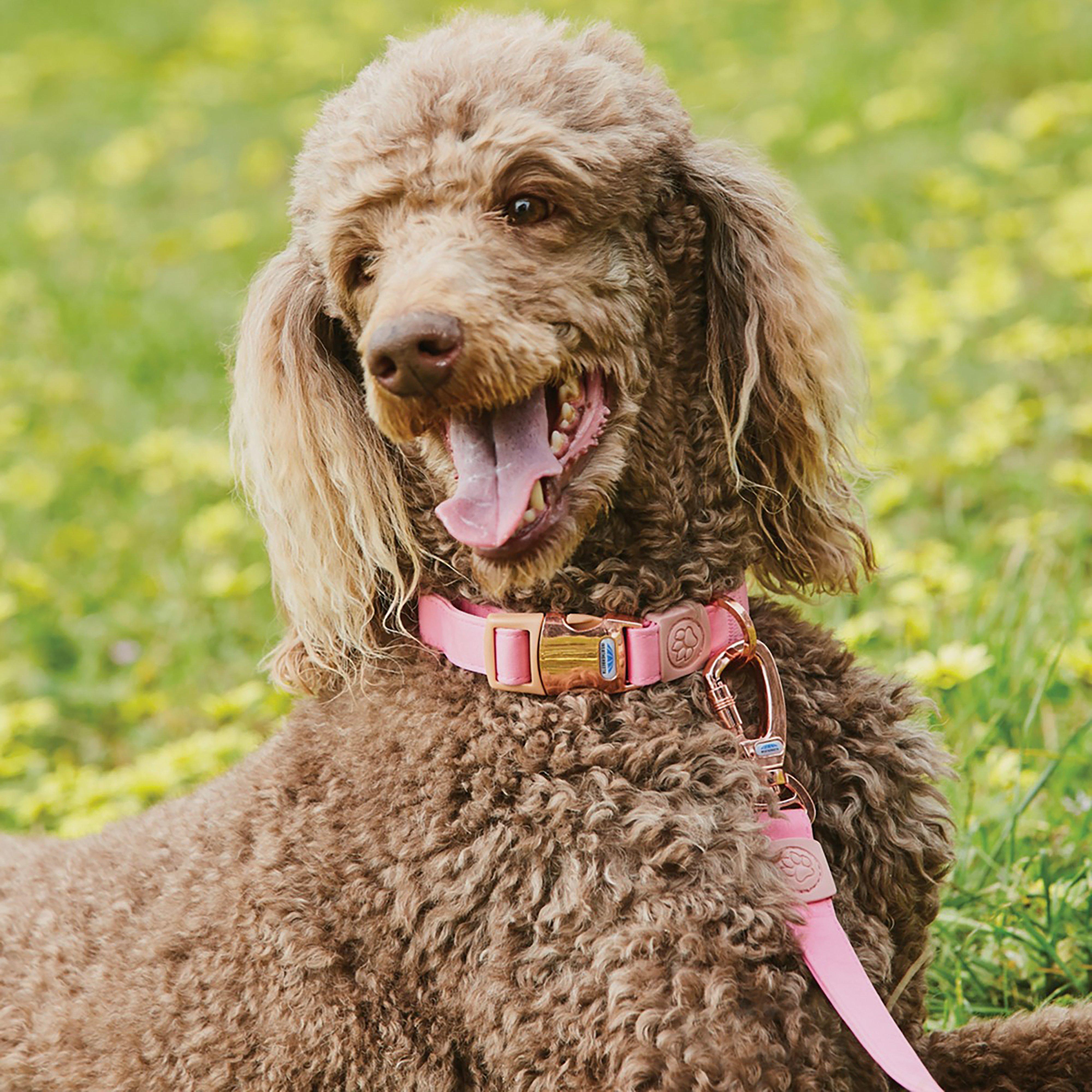 Elegance Dog Lead Pink
