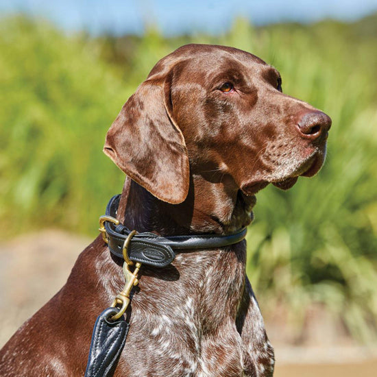 Rolled Leather Collar