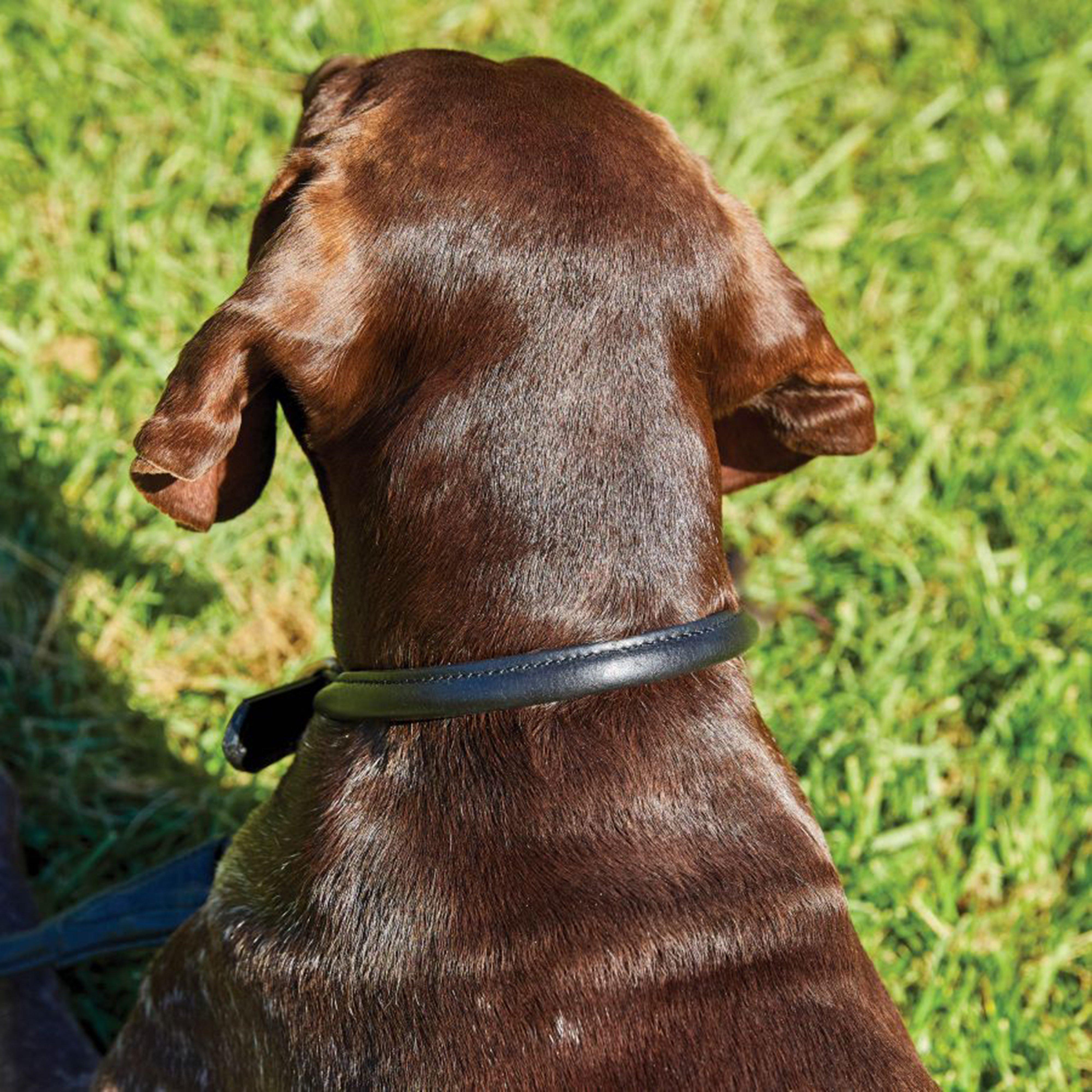 Rolled Leather Collar