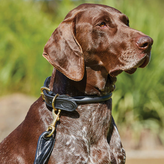 Rolled Leather Dog Lead