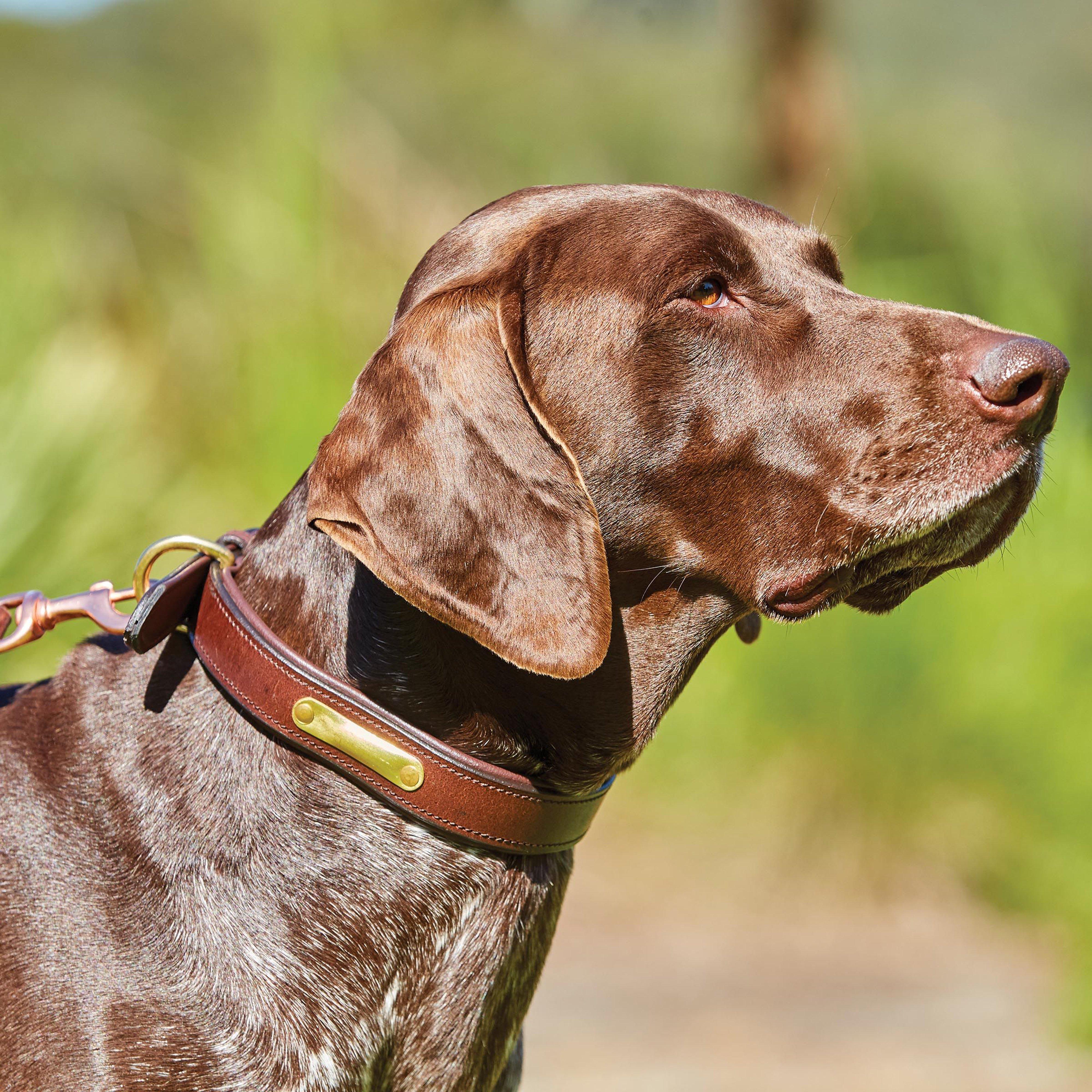 Padded Leather Dog collar