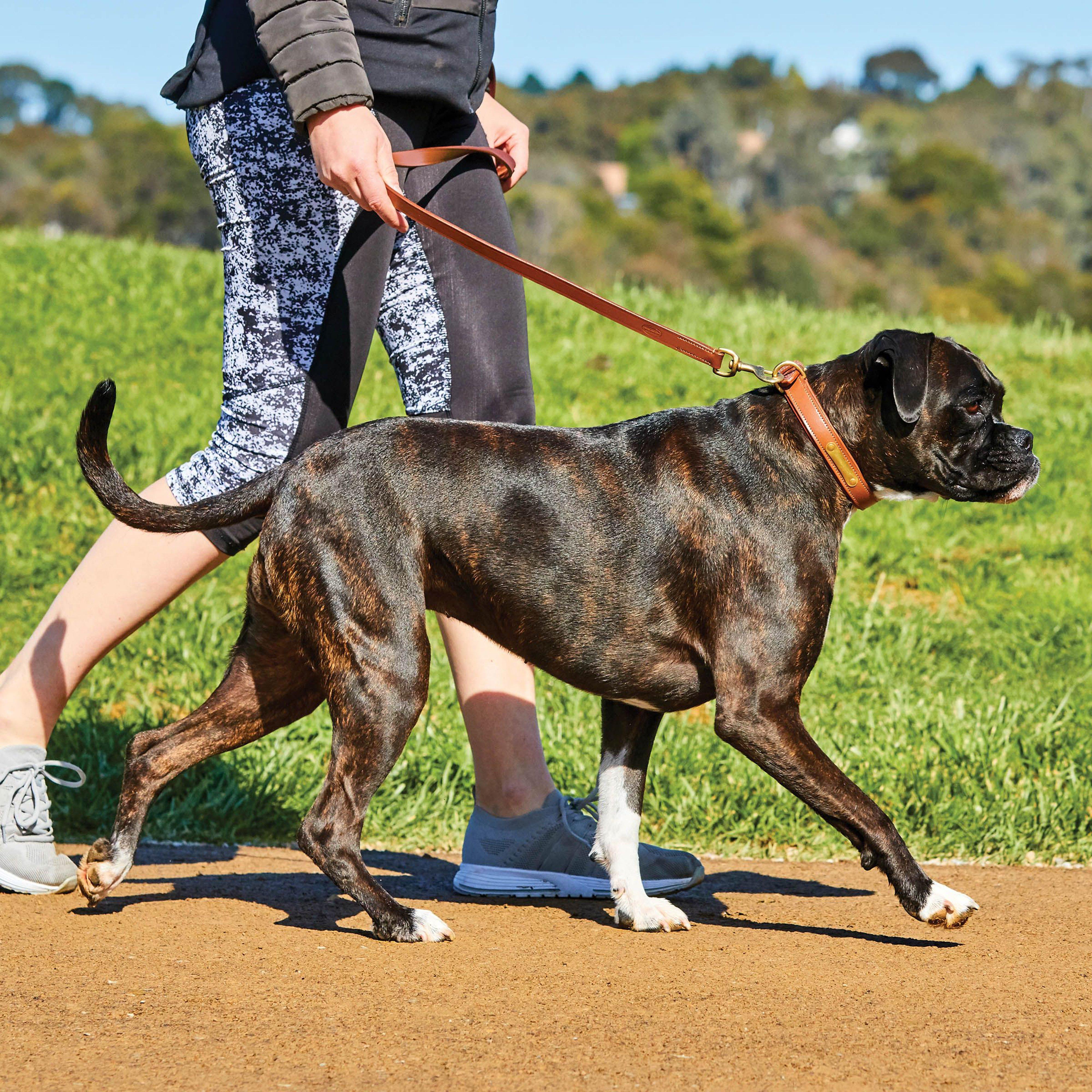 Padded Leather Dog collar