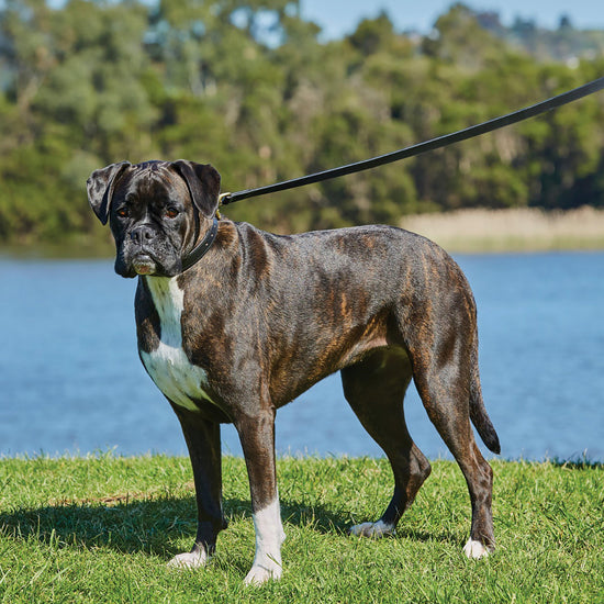 Leather Dog Lead