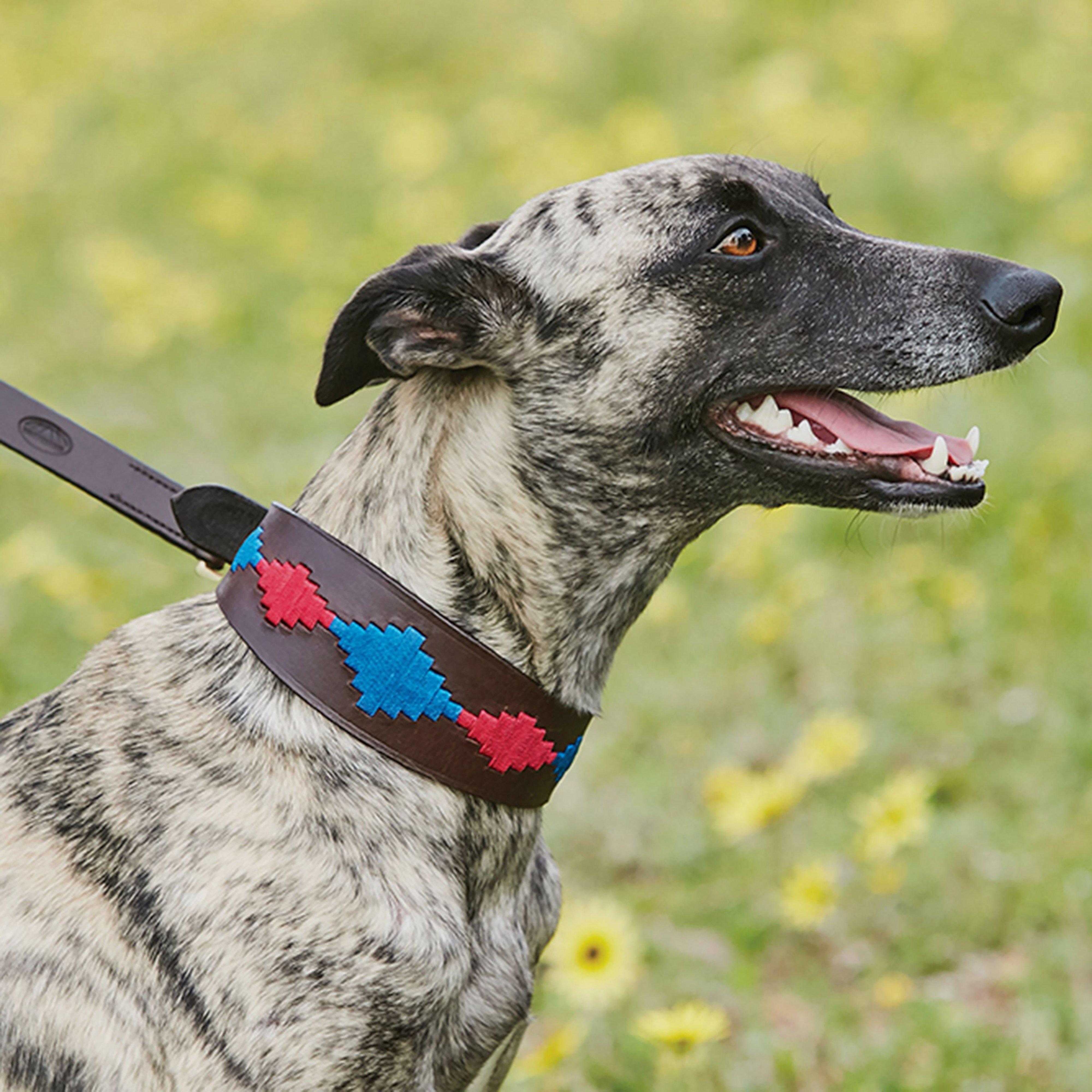 Lurcher Polo Leather Dog Collar