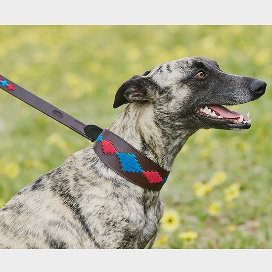 Lurcher Polo Leather Dog Collar