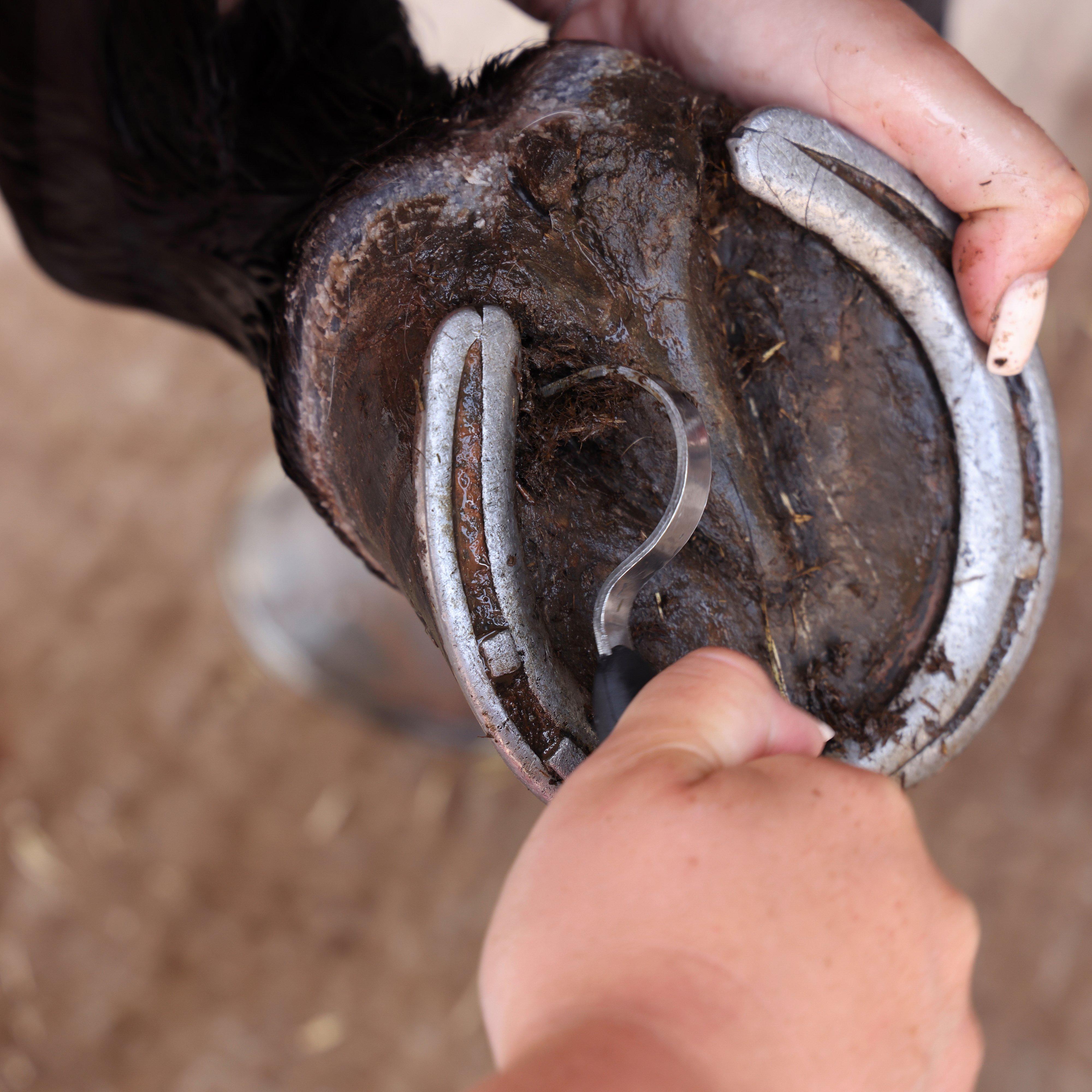 Grip Hoof Pick