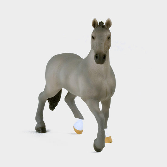 Selle Français Stallion