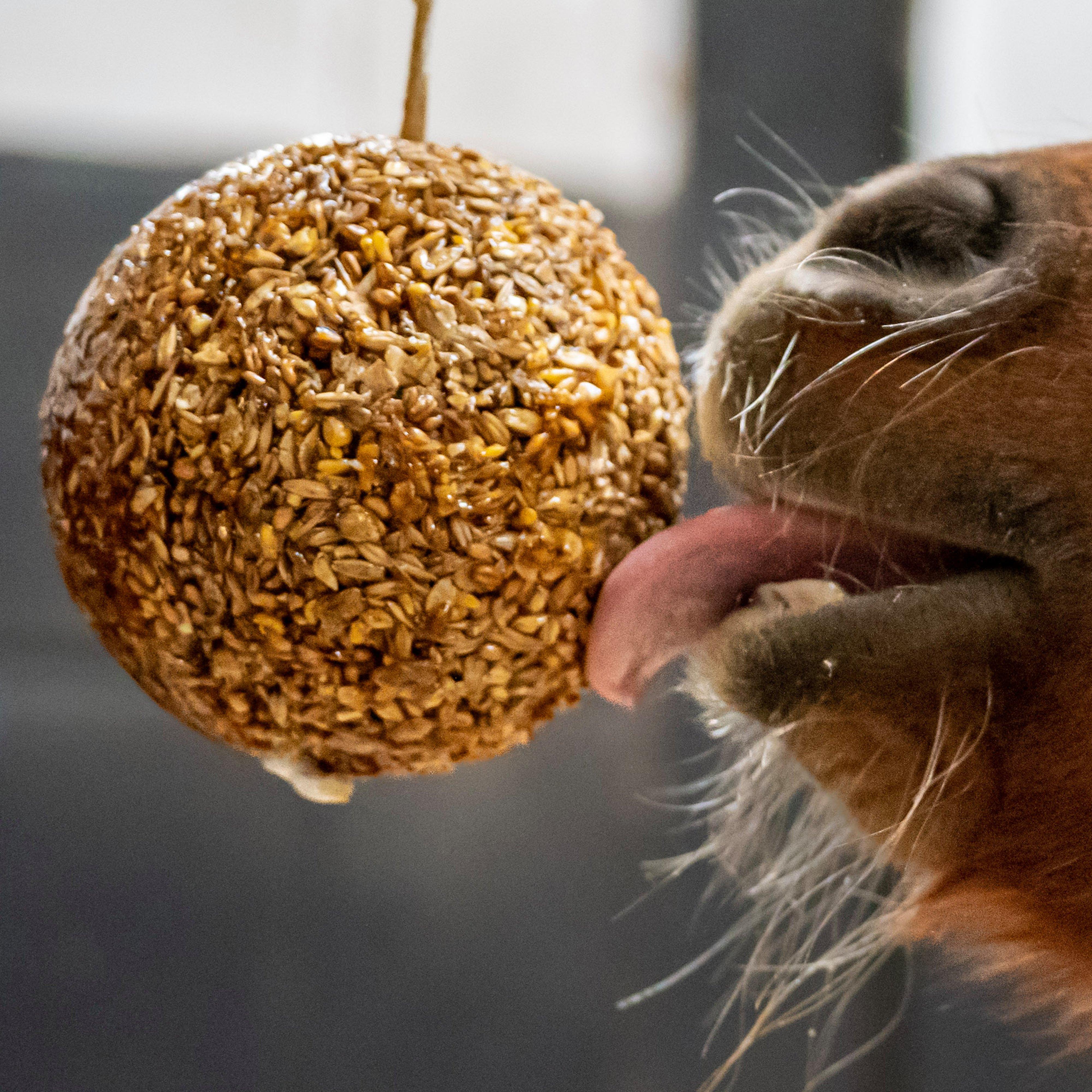 Granola Stall-Ball Peppermint 1.6KG