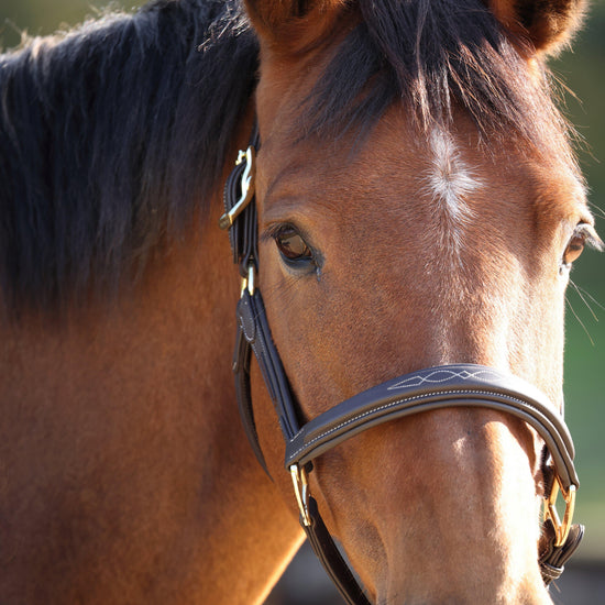 Rapida Comfort Leather Headcollar
