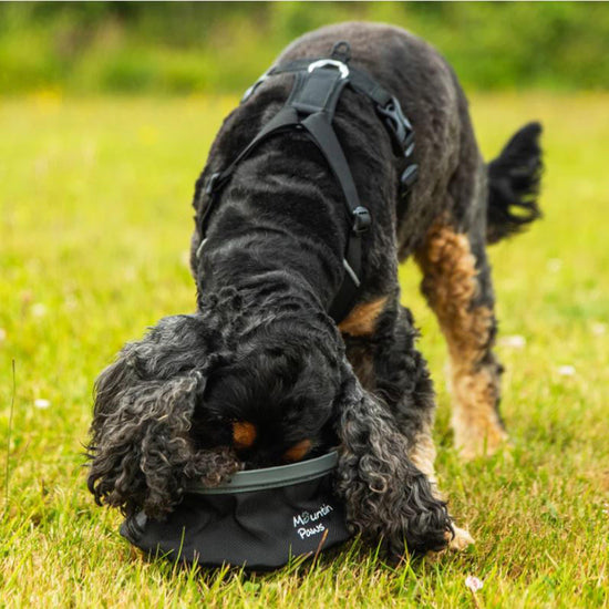 Collapsible Water Bowl