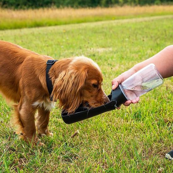 Folding Dog Water Bottle