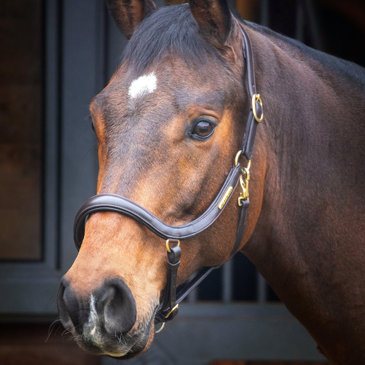Rapida Curved Leather Headcollar Havana
