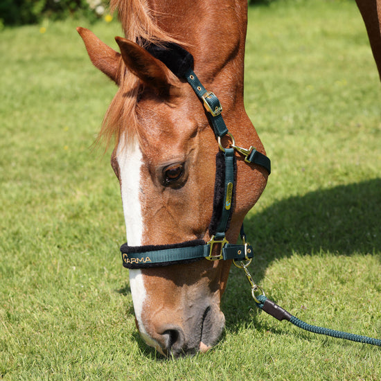 Logo Headcollar & Leadrope