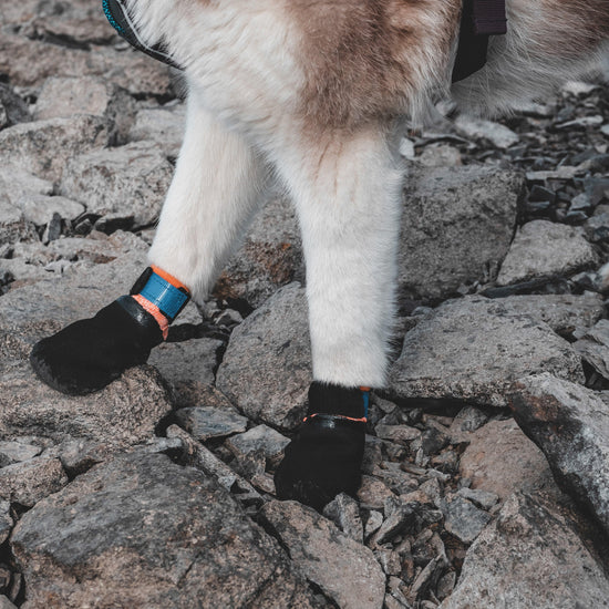 Non-Stop Protector Booties 4 Pack