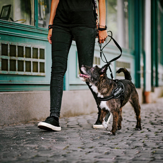 Original K9 Powerharness Mini