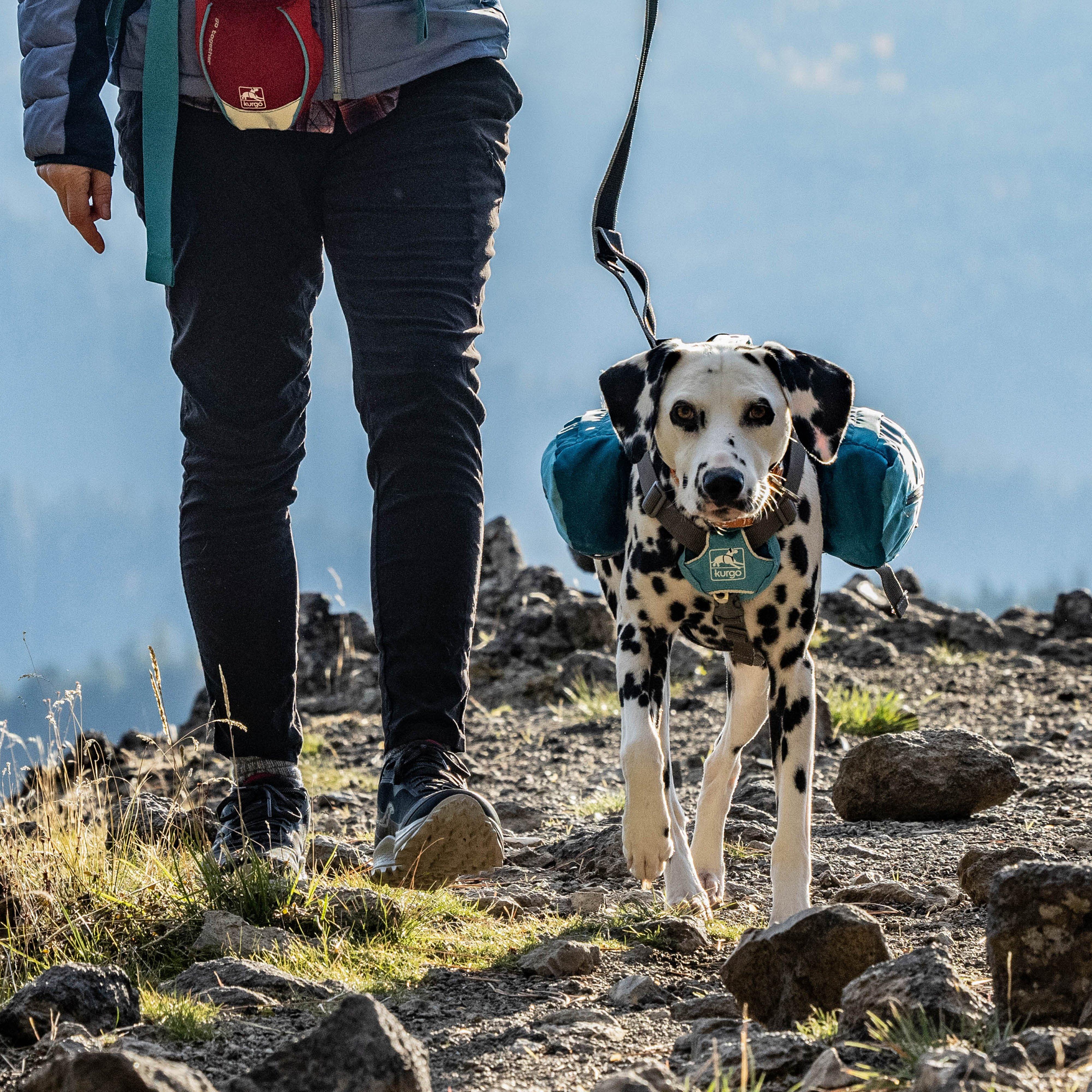 Baxter Dog Backpack