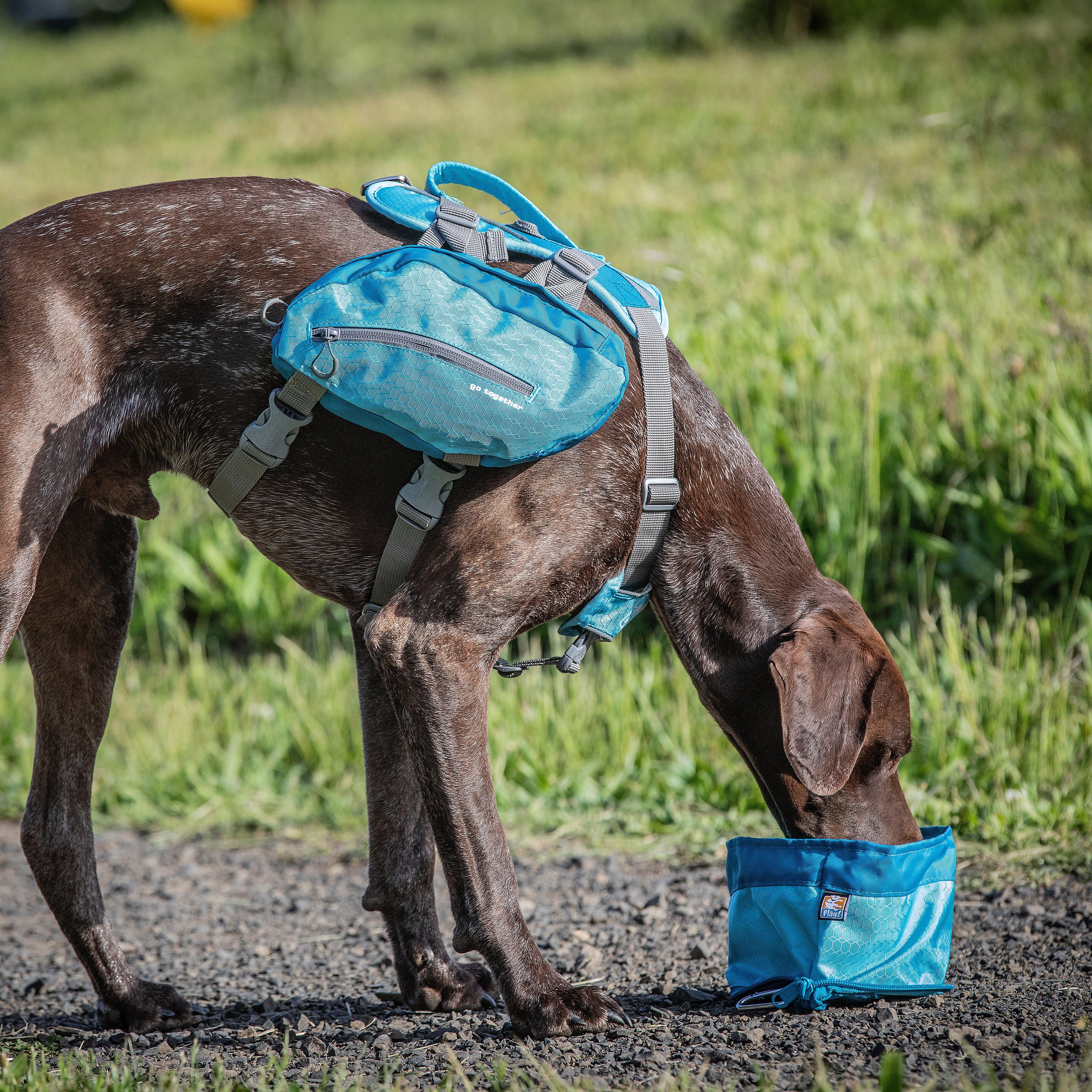 Dog Zippy Bowl