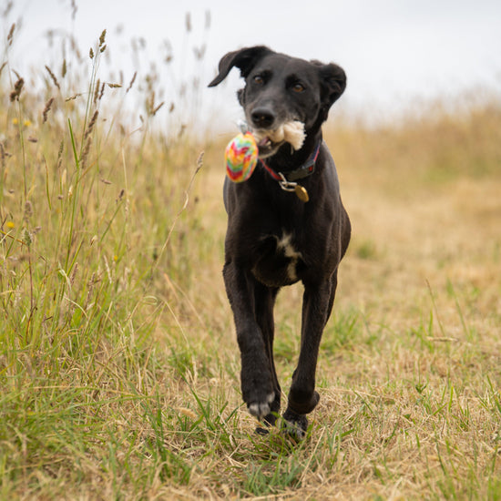 Lilly Lollipop Plush And Rope Dog Toy