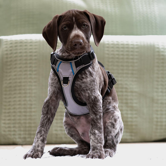 Outdoor Paws Adventure Harness Sling Small